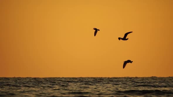 A Flock of Seagulls Fly and Fish in the Sea