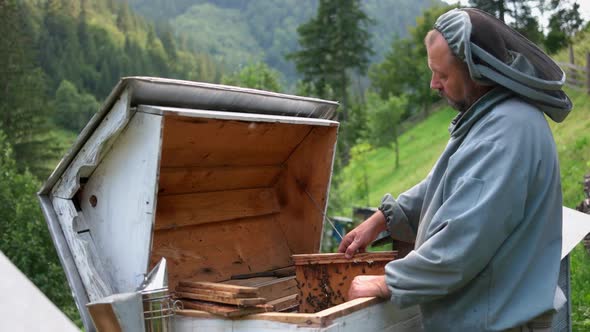 Beekeeper Putting Honeycomb with Bees Into a Beehive