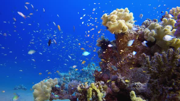 Coral Garden Fish Scene