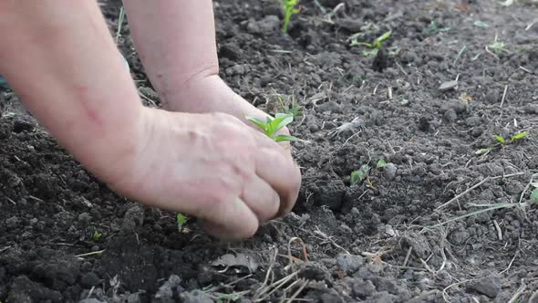 Woman Summer Clothes Plants Young Juicy Green Plants Sweet Pepper in Garden Bed at Her