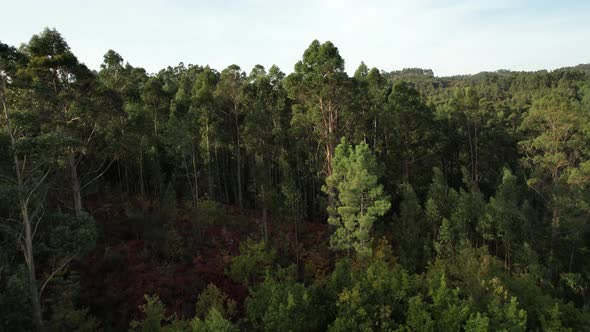 Drone flying above dense forest