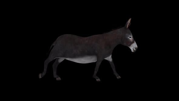 Donkey Running