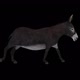 Donkey Running - VideoHive Item for Sale