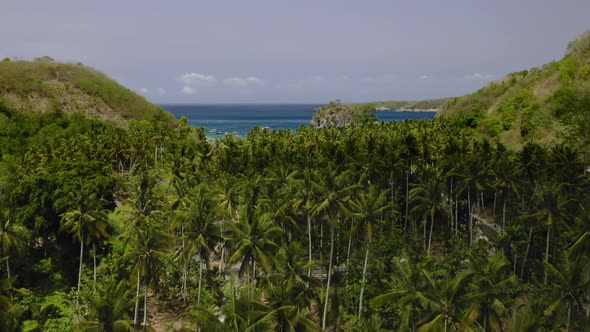 Aerial Drone Flight Over Palms and Lagoon Bali Indonesia