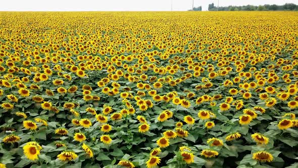 Sunflower: Aerial view of colored plantation of sunflowers. Countryside view.