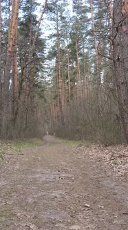 Vertical Video of a Road in the Forest Slow Motion