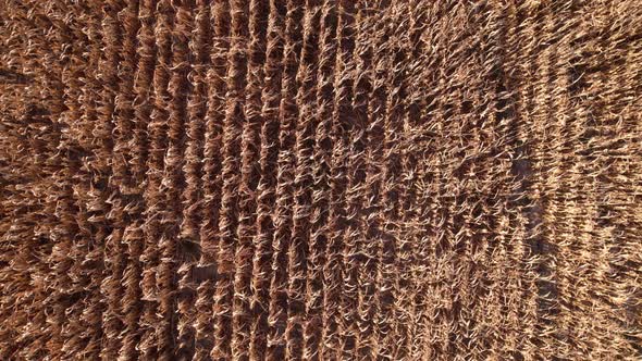 Flying over dry corn field, top view, Ukraine, Europe. Aerial view of cornfield