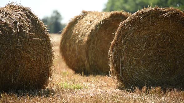 Bale Of Hay In The Field
