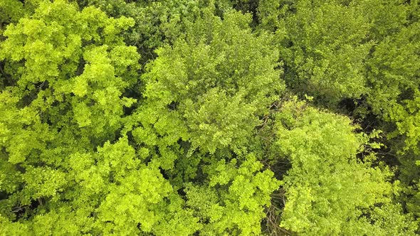 Aerial View of Green Forest with Canopies of Summer Trees Swaying in Wind