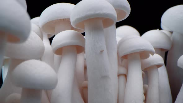 Macro Shot of Champignons Stand in a Row of Mushrooms