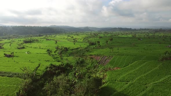 Aerial view of scenic rice fields in the countryside, Lombok, indonesia.