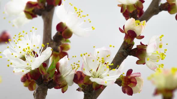 Sunny Spring Morning in Peach Garden