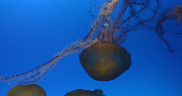 Jelly fish swim inside water tank