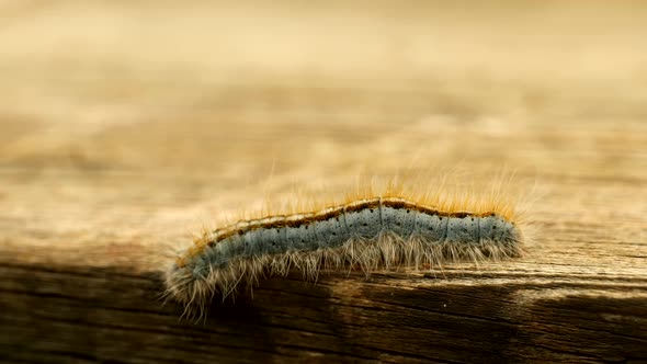 Extreme macro close up and extreme slow motion of a Western Tent Caterpillar moth walking on a wood