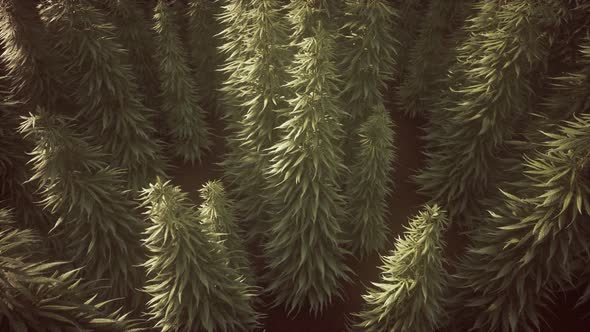 Field of Green Medial Cannabis