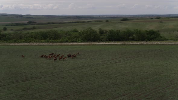 A Small Herd of Horses on a Cloudy Day Framed with a Drone