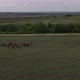 A Small Herd of Horses on a Cloudy Day Framed with a Drone - VideoHive Item for Sale