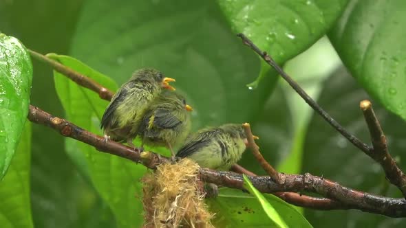 orange bellied flowerpecker is feeding its chicks on the tree