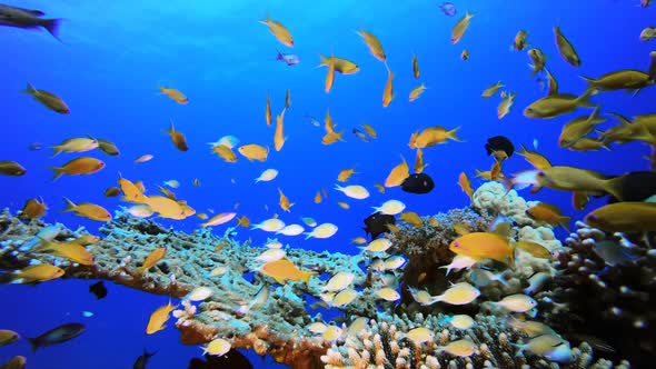 Reef Coral Tropical Garden