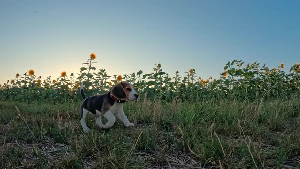 Happy Beagle Puppy Running in Slow Motion