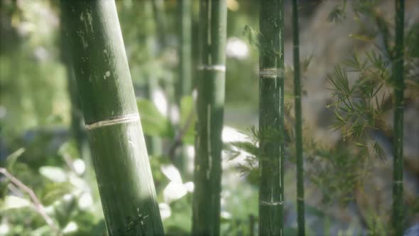 Green Bamboo Trees Forest Background