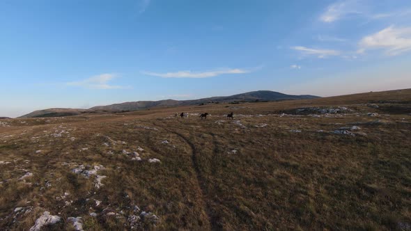 Aerial Fpv Drone Shot of a Herd of Wild Horses Running on a Green Spring Field at the Sunset