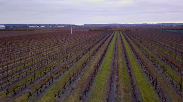 Aerial flying fast over wine country vineyards in late winter.