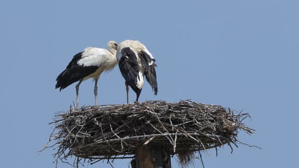 Wild white storks resting in home-made nest against blue sky in summer,close up - 4K Prores footage