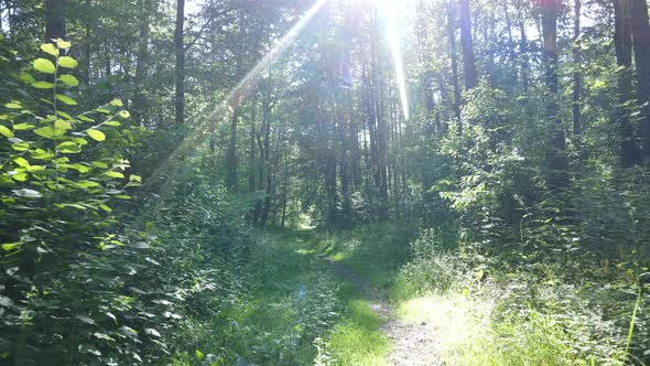 Beautiful Green Forest on a Summer Day Slow Motion