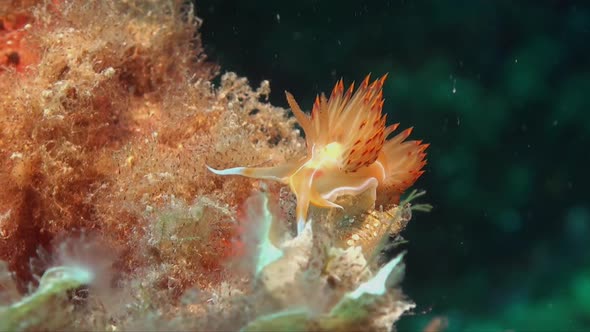 REd and orange Flabellina nudibranch on coral reef