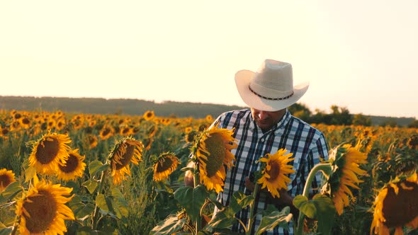 Businessman with Tablet Examines his Field with Sunflowers