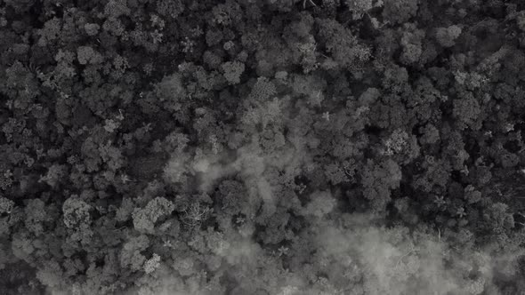 Black and white aerial top view over a tropical forest covered in fog