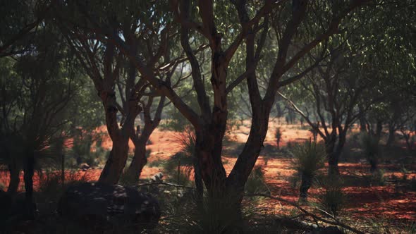 Red Sand Bush with Trees