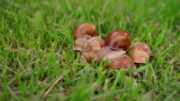 Snails Group Crawling on Green Grass Closeup Outdoors. Molluscs in Nature