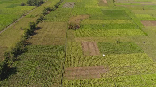 Agricultural Land in Indonesia