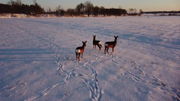 Aerial view at European roe deer (Capreolus capreolus) group standing on the snow covered agricultur