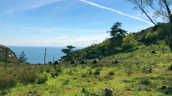 cows in a cow field