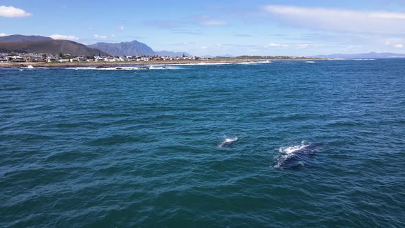 Southern Right Whales choosing warmer South African waters to calve, aerial