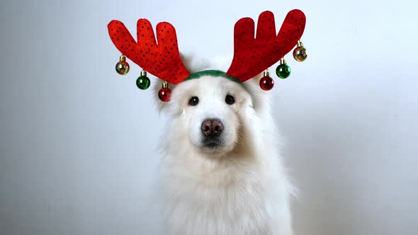 Christmas dog - Santa's helper. The white dog is dressed in a Christmas costume