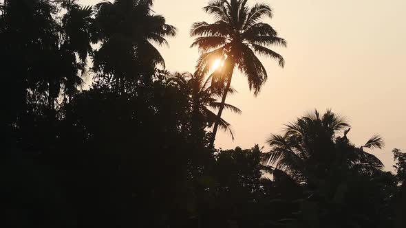 Panoramic view of palm trees silhouette, on the riverside of Kerala Backwaters, India, at dusk