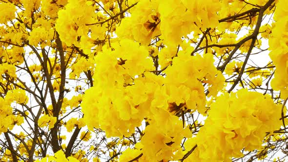 Yellow Tabebuia Flower Blossom