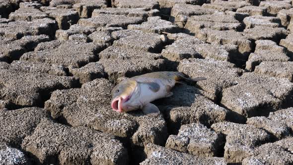 Fish at the bottom of the dried up lake