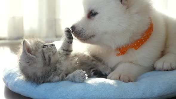 Cute Tabby Kitten And Siberian Husky Playing On The Bed Slow Motion