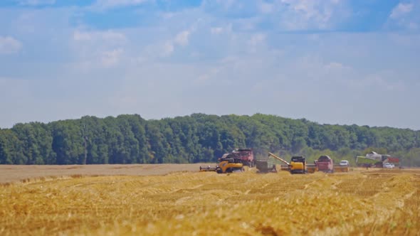 Combine harvester harvesting wheat field on farm against blue sky. 