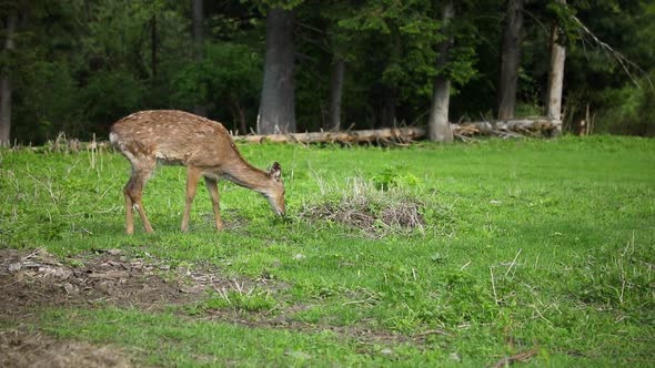 Wild Deer on a Green Meadow in the Forest of Siberia Russia