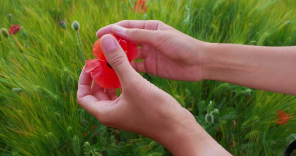 Woman Touches Red Poppy Flower on Field of Rye