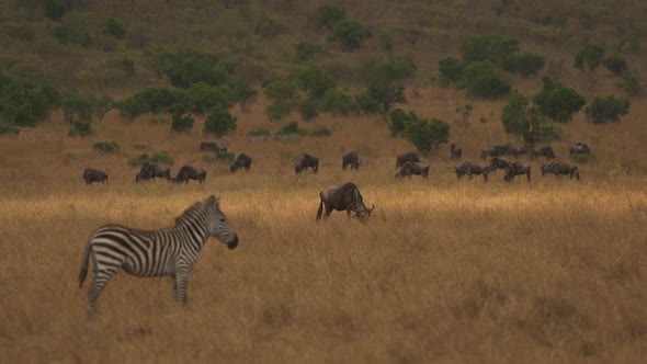 Herd of gnu grazing near a zebra