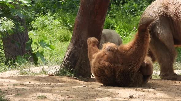 Bear In Natural Habitat Among The Trees In The Forest