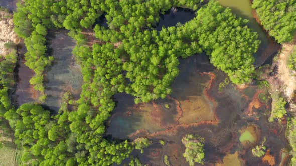 Toxic Lake in the Middle of a Green Forest