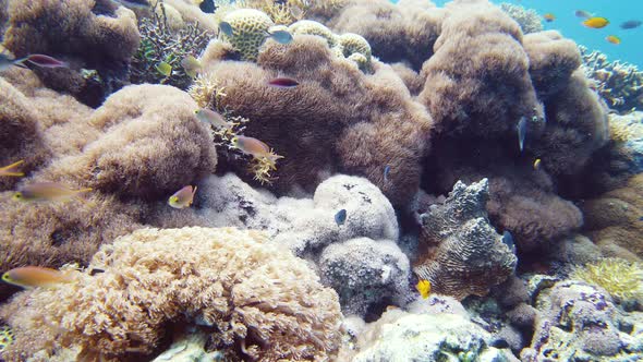 Coral Reef with Fish Underwater